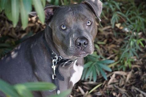 Blue Nose Pitbull: The Complete Dog Breed Guide - K9 Web