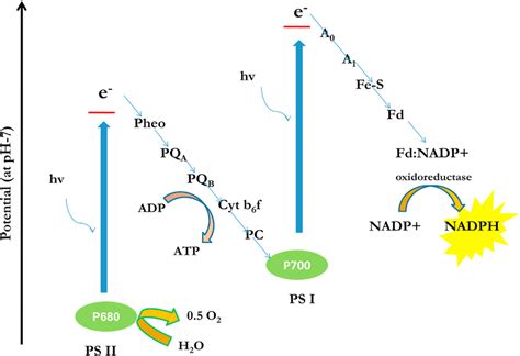 The Z scheme of natural photosynthesis in green plants. | Download ...