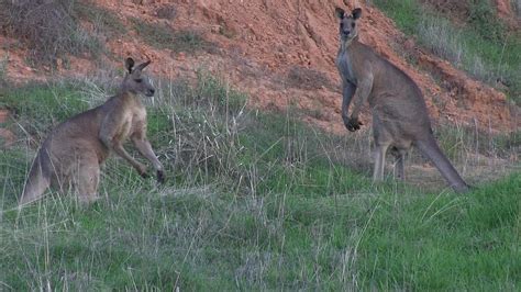 Two Large Greys - Macropus giganteus - YouTube