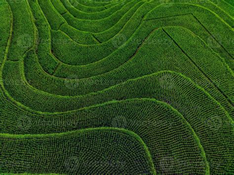 Aerial view of green rice terraces in Indonesia 21588705 Stock Photo at Vecteezy