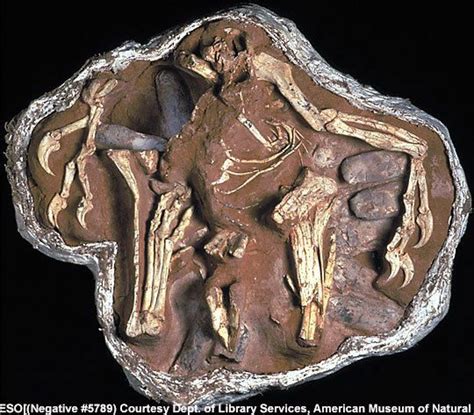 Image Gallery: Dinosaur Fossils | Dinosaur fossils, Fossils, Dinosaur