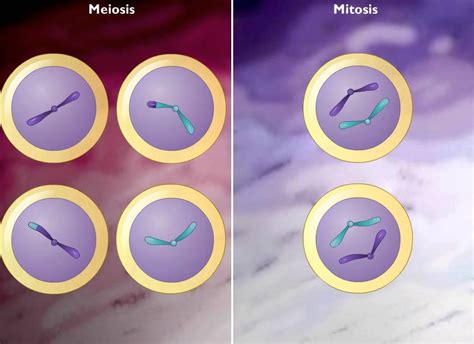 Comparison of Meiosis and Mitosis [HD Animation] (+playlist) | Teaching ...