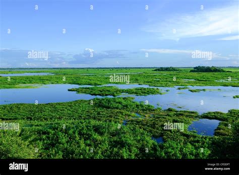 Pantanal wetlands, Southwestern Brazil, South America Stock Photo - Alamy