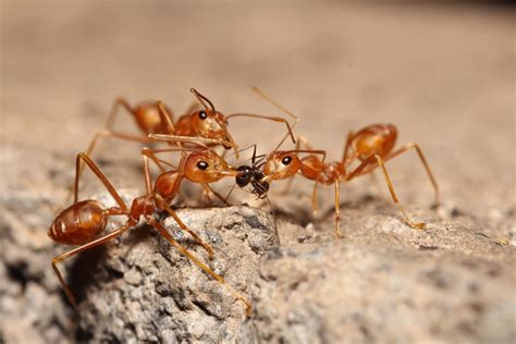 A Guide to Florida Ants | Excel Pest Services