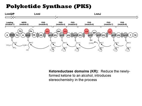 Type I Polyketides - YouTube