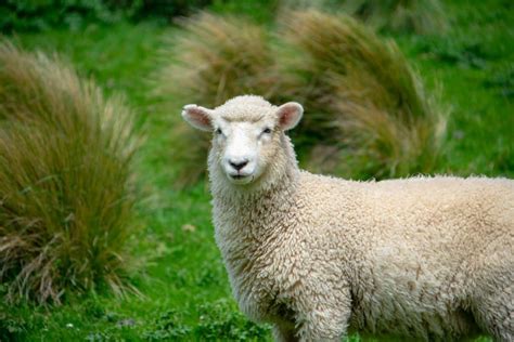 Dorper Sheep: Quick Facts, Care Guide, Varieties, & More - Pet Breeezy