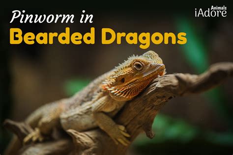 Pinworm in Bearded Dragons | 3 Tips for Protection | Health & Care - iAdoreAnimals