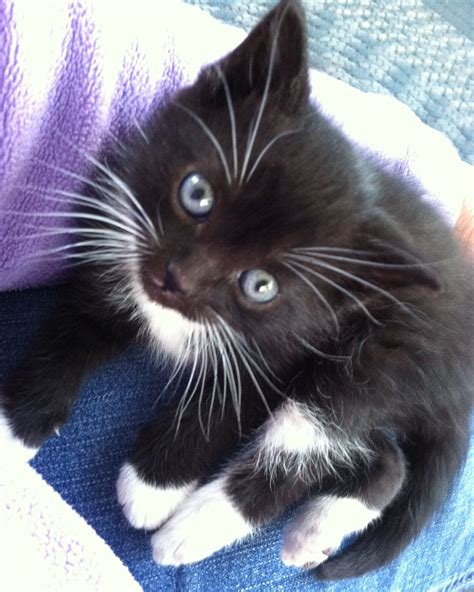 Tuxedo kitten, 6.5 weeks old. | Cats, Tuxedo kitten, Cats and kittens