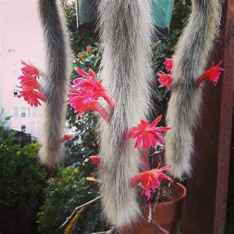 Monkey Tail Cactus Flower Plants Garden Planting 25 Seeds | Etsy