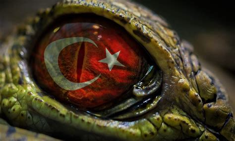 eyes, Turkey HD Wallpapers / Desktop and Mobile Images & Photos