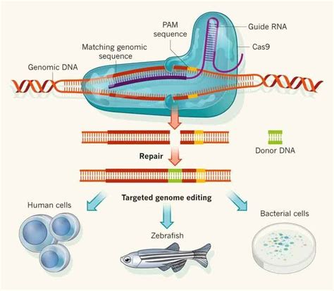 Crispr Cas9 Simple Diagram