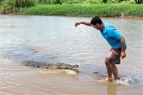 Tour Guide Hand Feeding Large Wild Crocodile on the Tarcoles River ...