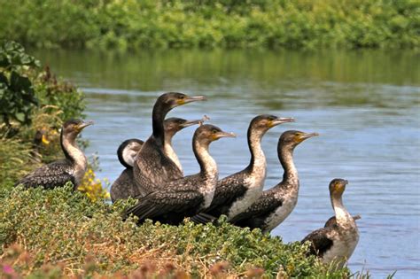 White-breasted Cormorant - Wildlife Den - South African And Australian Wildlife Photography