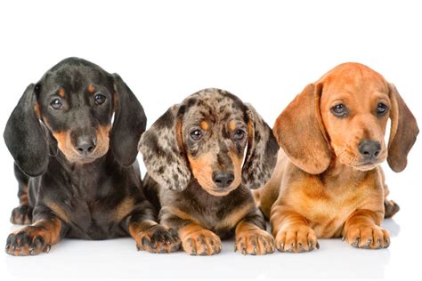 What Colours Can Dachshunds Be? - I Love Dachshunds