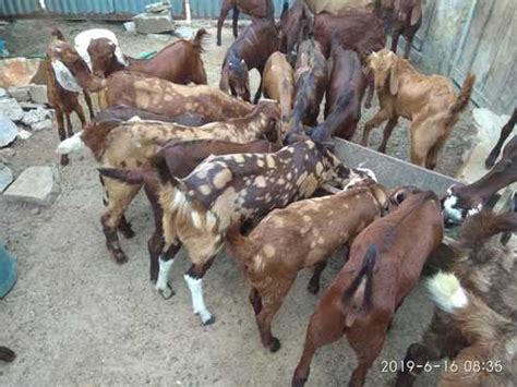 Mix Colour Sirohi Goat at Best Price in Parli | Kayra Enterprises