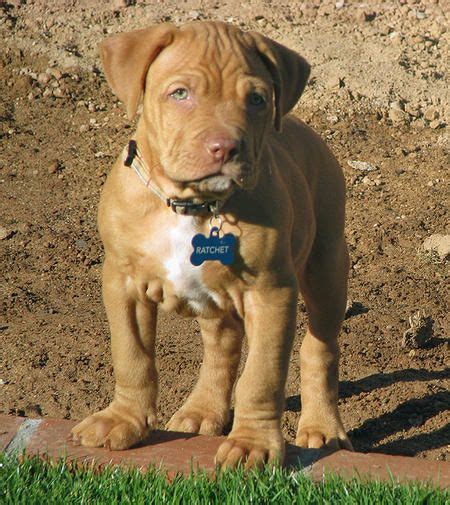 23+ Black Pitbull Mastiff Mix Puppies - l2sanpiero