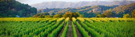 Parducci Winery - Ukiah - CA | California winery, Wine trail, Ukiah