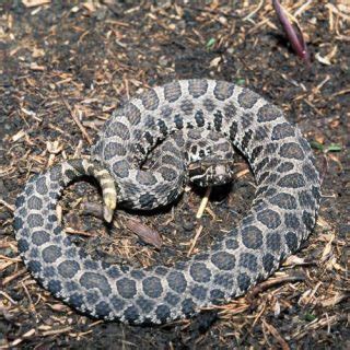 Massasauga Rattlesnake Facts and Pictures