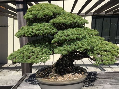 National Bonsai and Penjing Museum | Bonsai, Japanese garden, Plants