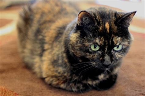 20 Things You Didn't Know about Tortoiseshell Cats