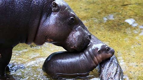 Baby pygmy hippo gets adorable swimming lesson from mom at Melbourne ...