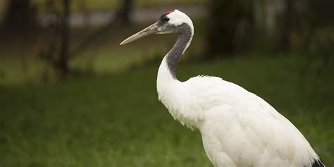 Red-crowned crane | Smithsonian's National Zoo and Conservation Biology ...