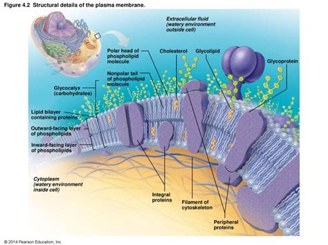 Pin on anatomy & physiology