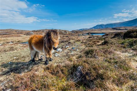 Shetland Islands Wildlife and Nature — Airtask Group