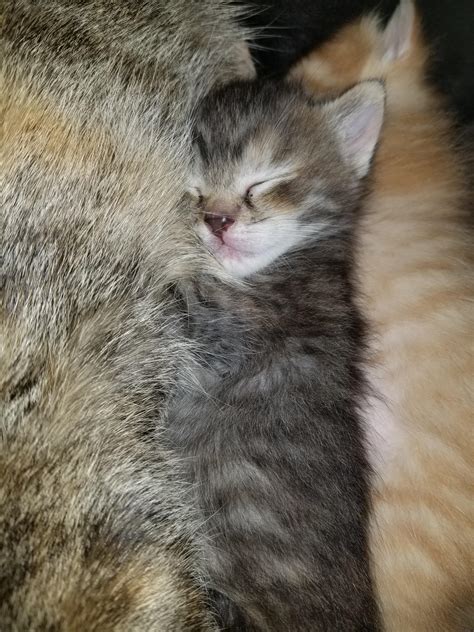 Sleepy kitty. Purr. Purr. Purr. : r/aww