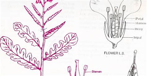 All biology classes: BRASSICACEAE