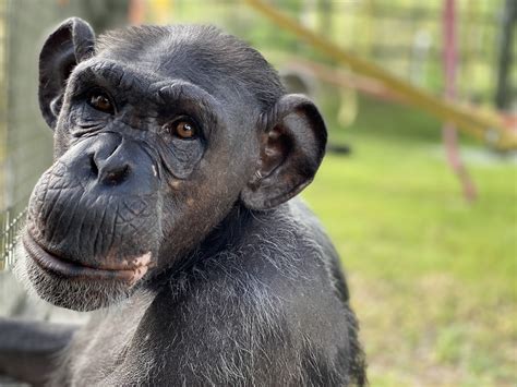 About Chimpanzees - Center for Great Apes