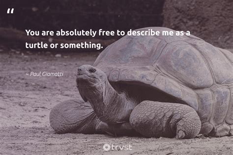 18 Turtle Quotes Inspiring us to Reflect on a Turtle's Way of Life