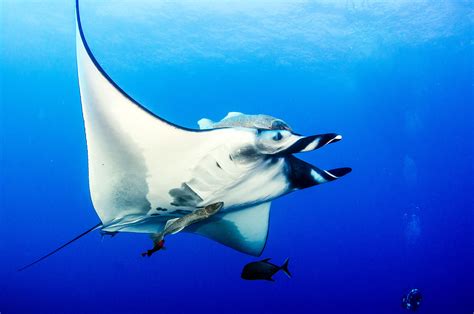 Giant oceanic manta ray - Earth.com