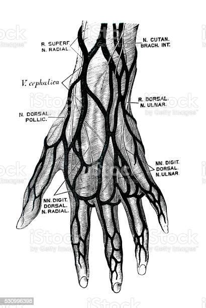 Ilustrasi Ilmiah Anatomi Manusia Saraf Tangan Ilustrasi Stok - Unduh Gambar Sekarang - Abad Ke ...