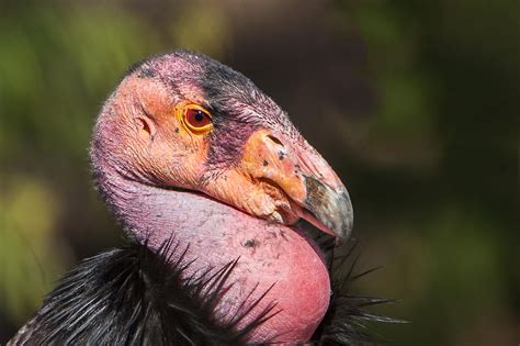 California Condor Facts - WorldAtlas