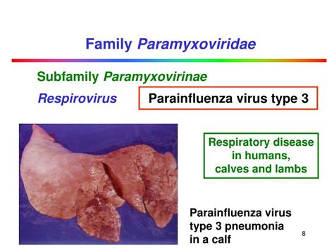 PPT - Paramyxoviridae PowerPoint Presentation, free download - ID:636320