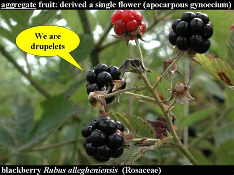 Flowers and Fruits 9: Aggregates and Multiples