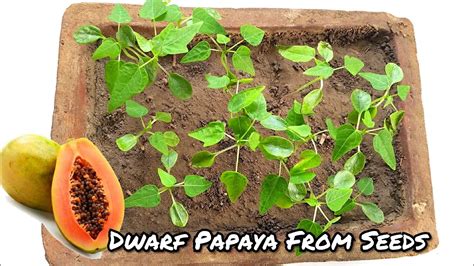 How to germinate Papaya Seeds: [Extraction, Germination and Planting] - Complete Gardering