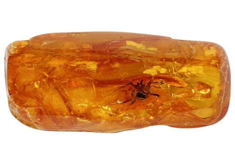 7mm Detailed Fossil Spider (Aranea) In Baltic Amber (#102769) For Sale ...