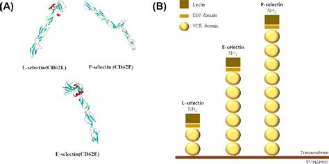 Selectins: functional importance as cell adhesion molecule in immune system