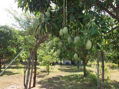 Mango Farm [ Farms & Ranches ] Batangas City, Philippines -- paradelav