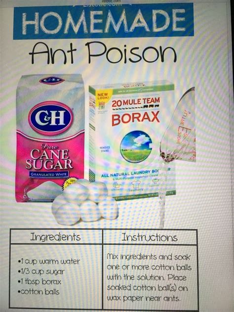 How To Kill Sugar Ants With Borax