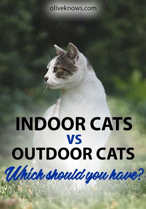 Indoor Cats vs. Outdoor Cats | Which Should You Have? - OliveKnows ...