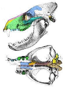 New data for the old skull of Mesonyx | The Pterosaur Heresies