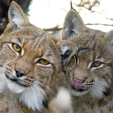 Lynx Cat Pet Australia