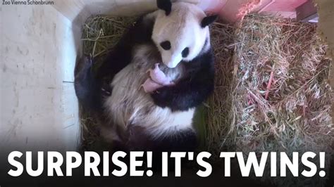 Surprise: Twins! Giant panda gives birth to two cubs in Austria - ABC11 Raleigh-Durham