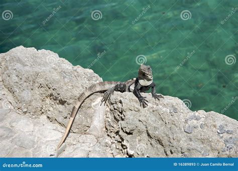 Iguana on a rock stock image. Image of water, profile - 16389893