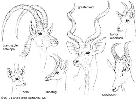 african buck line drawing - Google Search | Africa drawing, Horns ...