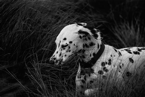 Love Tails Pet Photography Exhibition - June 2016 | Australian Dog Lover