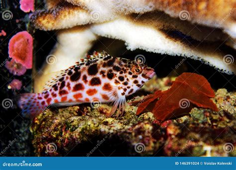 Pixy Red Spotted Hawkfish - Cirrhitichthys Oxycephalus Stock Photo ...